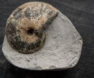 Tragophylloceras loscombi (J. Sowerby)