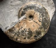 Tragophylloceras loscombi (J. Sowerby)