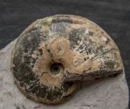 Tragophylloceras loscombi (J. Sowerby)