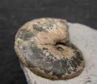 Tragophylloceras loscombi (J. Sowerby)