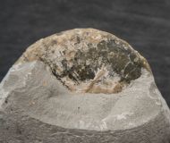 Tragophylloceras loscombi (J. Sowerby)