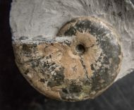 Tragophylloceras loscombi (J. Sowerby)