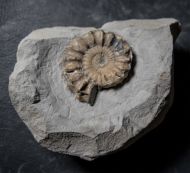 Oistoceras wrighti Spath, 1936