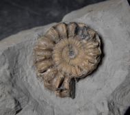 Oistoceras wrighti Spath, 1936