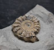 Oistoceras wrighti Spath, 1936