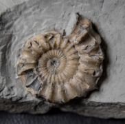 Oistoceras wrighti Spath, 1936