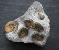 Ludwigia obtusiformis  (Buckmann, 1899)