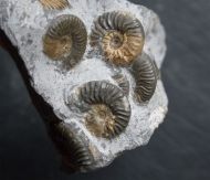 Ludwigia obtusiformis  (Buckmann, 1899)