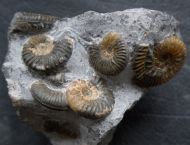 Ludwigia obtusiformis  (Buckmann, 1899)