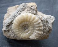 Acanthopleuroceras valdani (ORBIGNY, 1844)