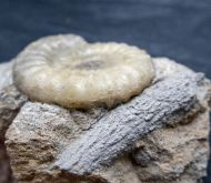 Acanthopleuroceras valdani (ORBIGNY, 1844)