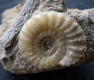 Acanthopleuroceras valdani (ORBIGNY, 1844)