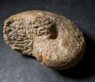 Cenoceras (Digonioceras) excavatum (Sowerby, 1826)