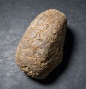 Cenoceras (Digonioceras) excavatum (Sowerby, 1826)