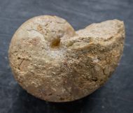 Cenoceras (Digonioceras) excavatum (Sowerby, 1826)