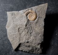 Promicroceras planicosta Spath, 1925