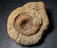 Stephanoceras humphriesianum (Sowerby, 1825)