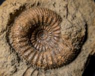 Stephanoceras humphriesianum (Sowerby, 1825)