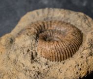 Stephanoceras humphriesianum (Sowerby, 1825)