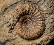 Stephanoceras humphriesianum (Sowerby, 1825)