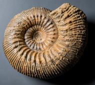 Stephanoceras humphriesianum (Sowerby, 1825)