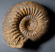 Stephanoceras humphriesianum (Sowerby, 1825)