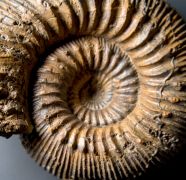 Stephanoceras humphriesianum (Sowerby, 1825)