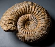 Stephanoceras humphriesianum (Sowerby, 1825)