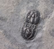 Ptychagnostus akanthodes (Robison, 1964)