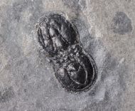 Ptychagnostus akanthodes (Robison, 1964)