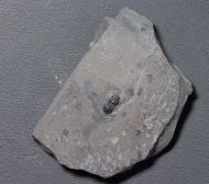 Ptychagnostus akanthodes (Robison, 1964)