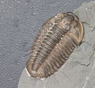 Flexicalymene meeki (FOERSTE, 1910)