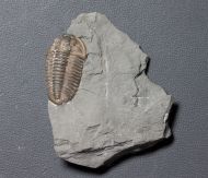 Flexicalymene meeki (FOERSTE, 1910)