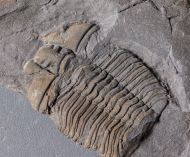 Platycalymene tasgarensis Shirley, 1936