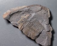 Platycalymene tasgarensis Shirley, 1936