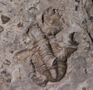 Comptonaspis swallowi (SHUMARD, 1855)