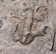 Comptonaspis swallowi (SHUMARD, 1855)