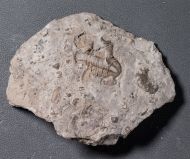 Comptonaspis swallowi (SHUMARD, 1855)