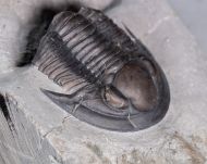 Pseudodechenella rowi (Green, 1838)