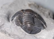 Pseudodechenella rowi (Green, 1838)