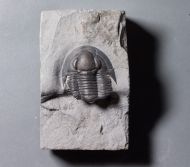 Pseudodechenella rowi (Green, 1838)