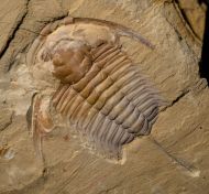 Eoredlichia intermedia  (Lu 1940)