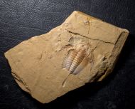 Eoredlichia intermedia  (Lu 1940)