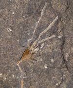 Pisocrinus (Pisocrinus) pilula (Koninck, 1858)