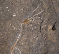 Pisocrinus (Pisocrinus) pilula (Koninck, 1858)