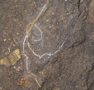 Pisocrinus (Pisocrinus) pilula (Koninck, 1858)