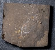 Pisocrinus (Pisocrinus) pilula (Koninck, 1858)