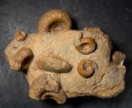 Stephanoceras humphriesianum (Sowerby, 1825)