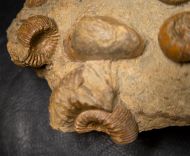 Stephanoceras humphriesianum (Sowerby, 1825)