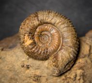 Stephanoceras humphriesianum (Sowerby, 1825)